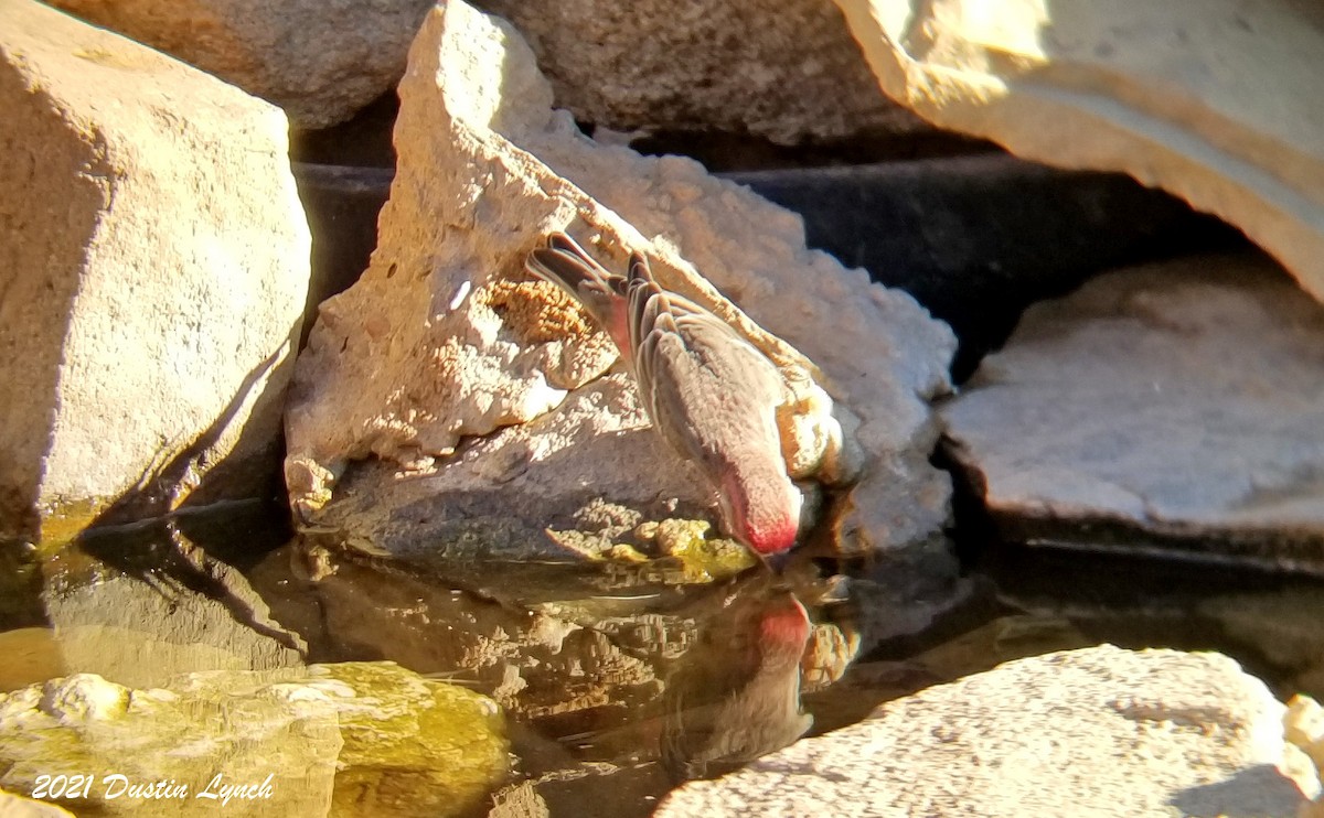 House Finch - ML646455940