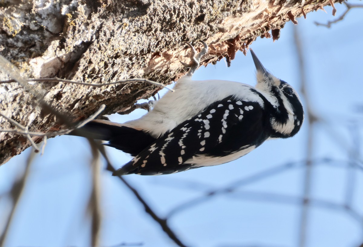 Hairy Woodpecker - ML646455941