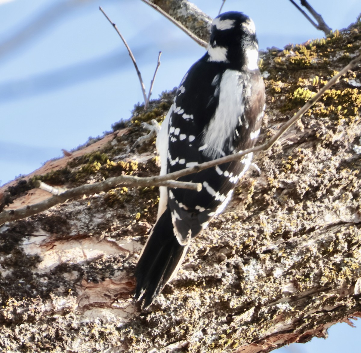 Hairy Woodpecker - ML646455942