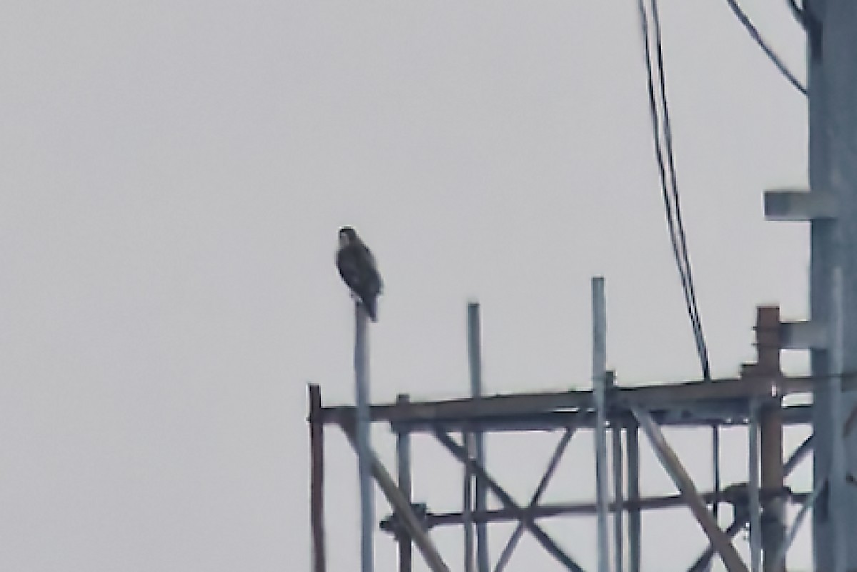 Peregrine Falcon - ML646455952