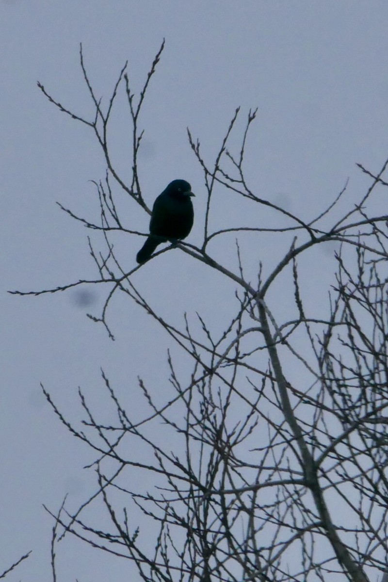 Common Grackle - ML646455954