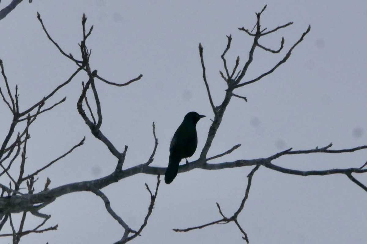 Common Grackle - ML646455955