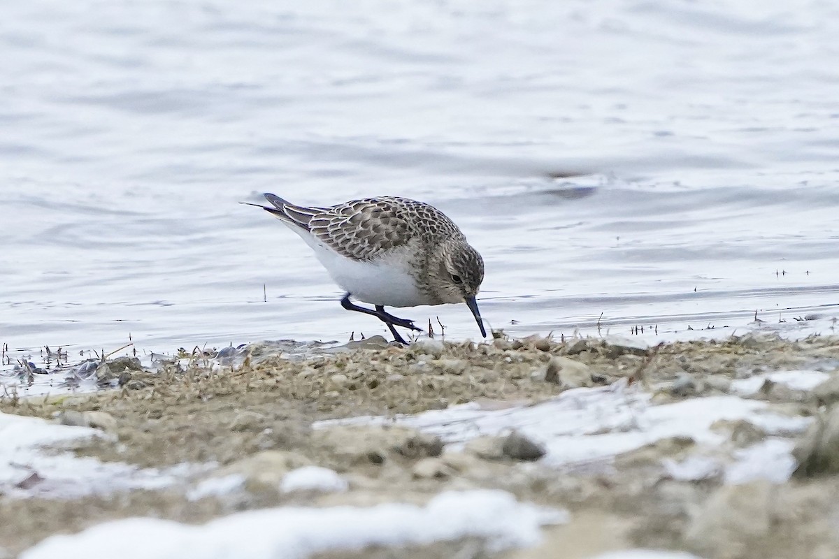 Baird's Sandpiper - ML646455963