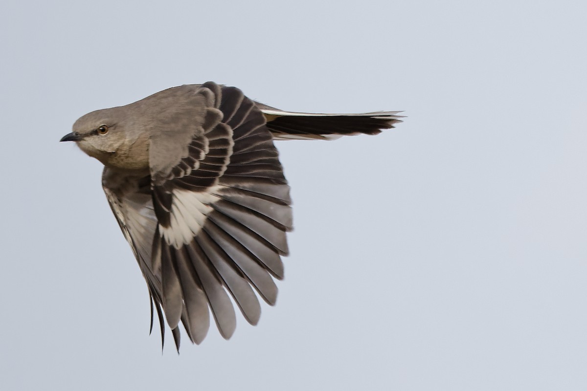 Northern Mockingbird - ML646455964