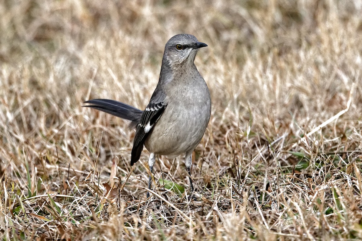 Northern Mockingbird - ML646455965