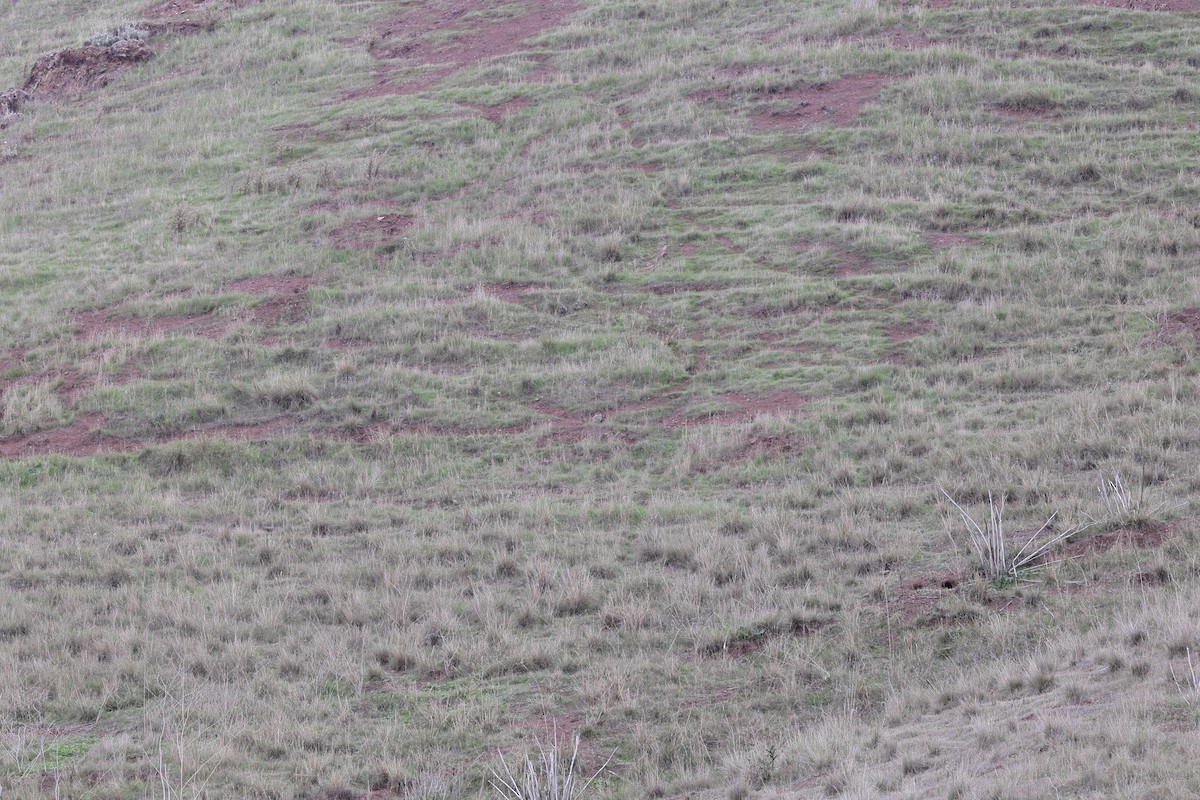 Burrowing Owl - ML646455967