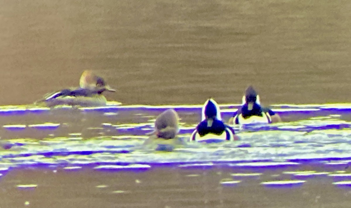 Hooded Merganser - ML646455968