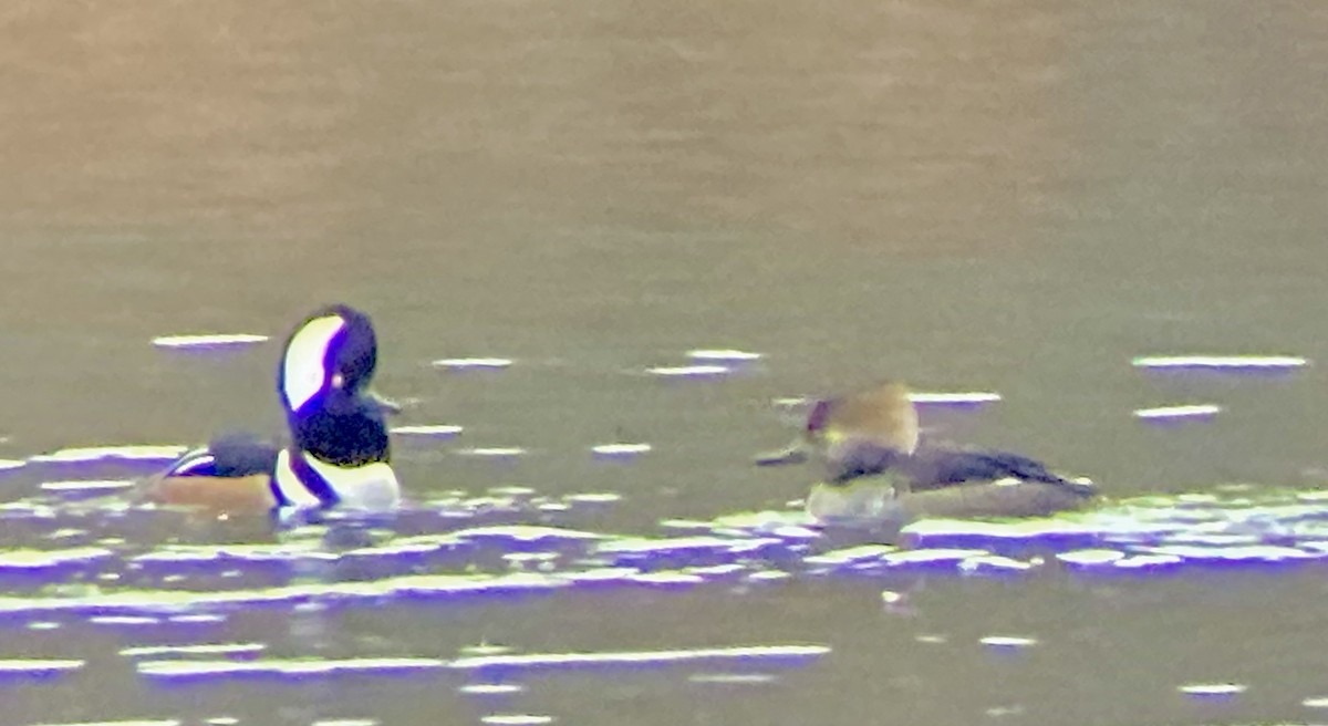 Hooded Merganser - ML646455969