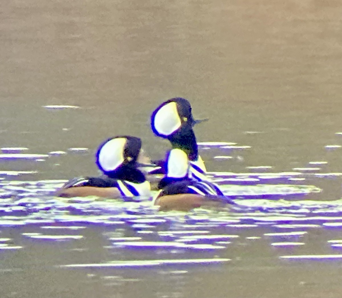 Hooded Merganser - ML646455970