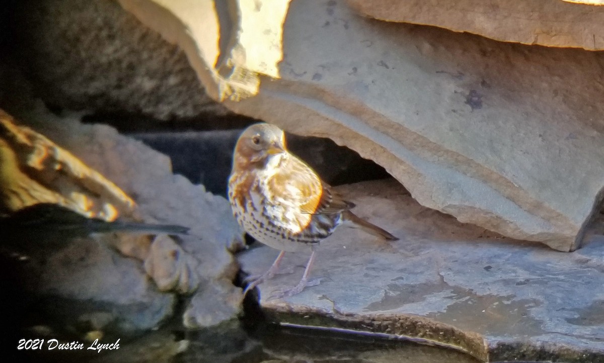 גיבתונית חומת-זנב - ML646455971