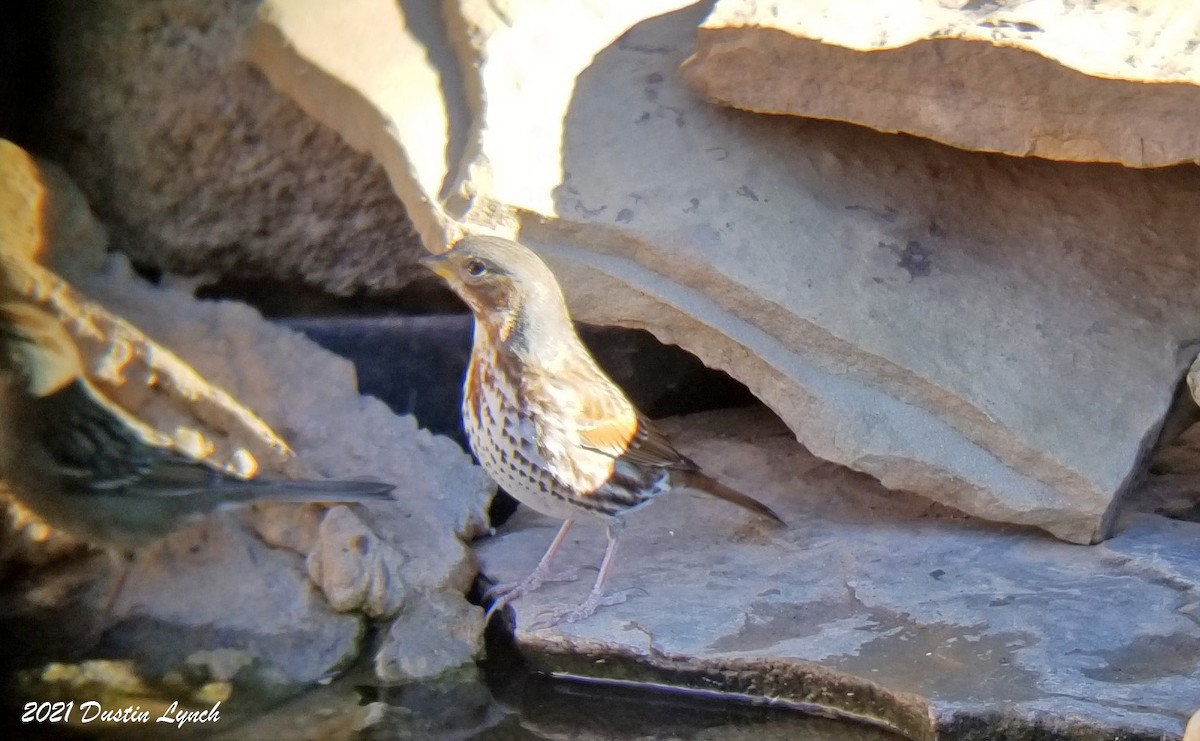 גיבתונית חומת-זנב - ML646455972