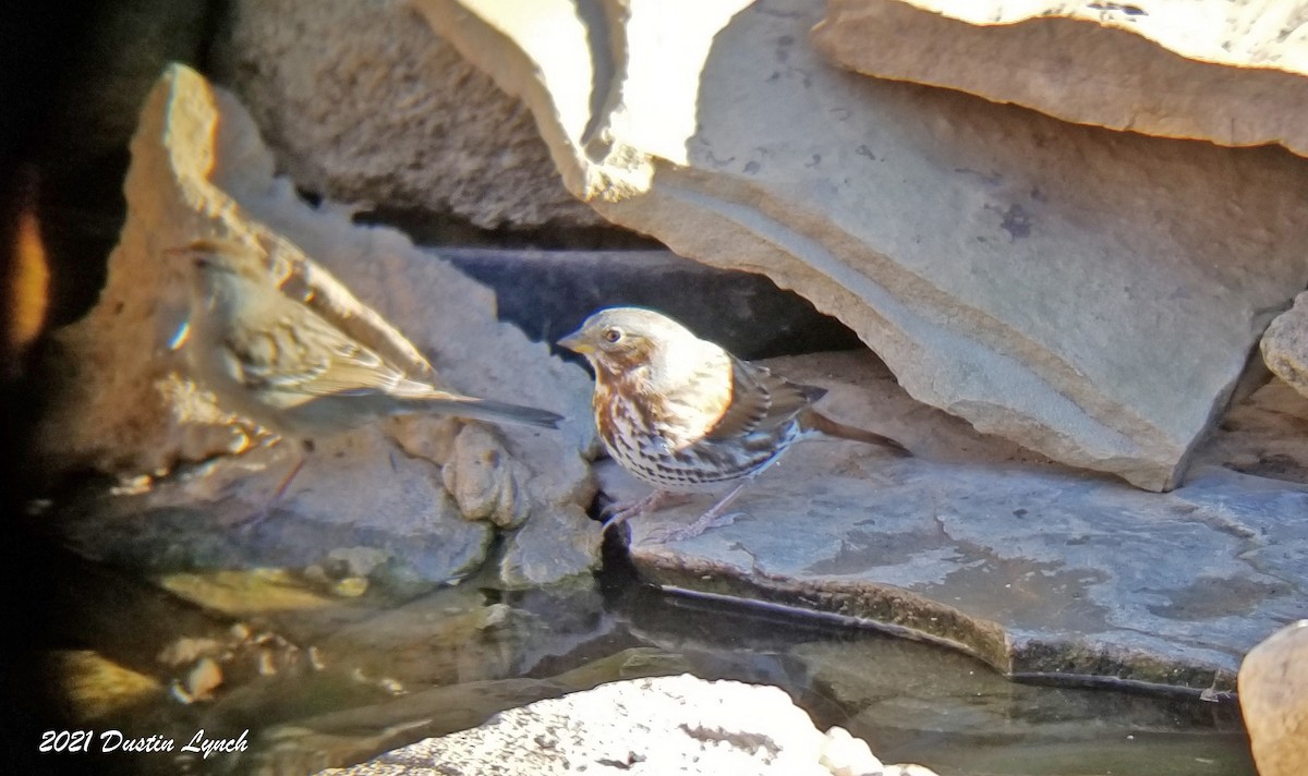 גיבתונית חומת-זנב - ML646455973