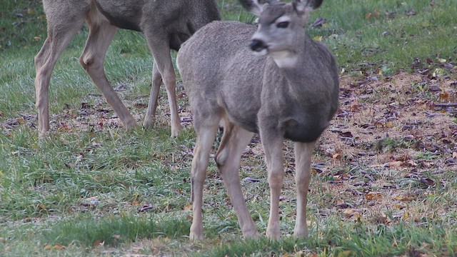 Mule Deer - ML646455974