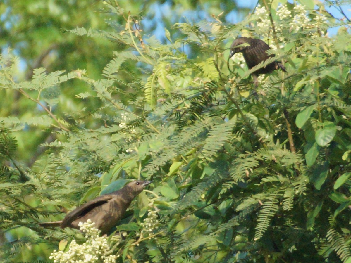 Shiny Cowbird - ML646455975