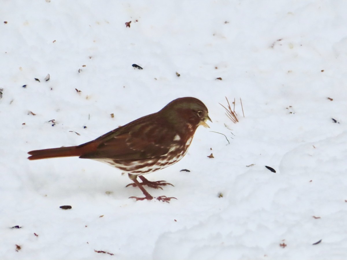 Fox Sparrow - ML646455980
