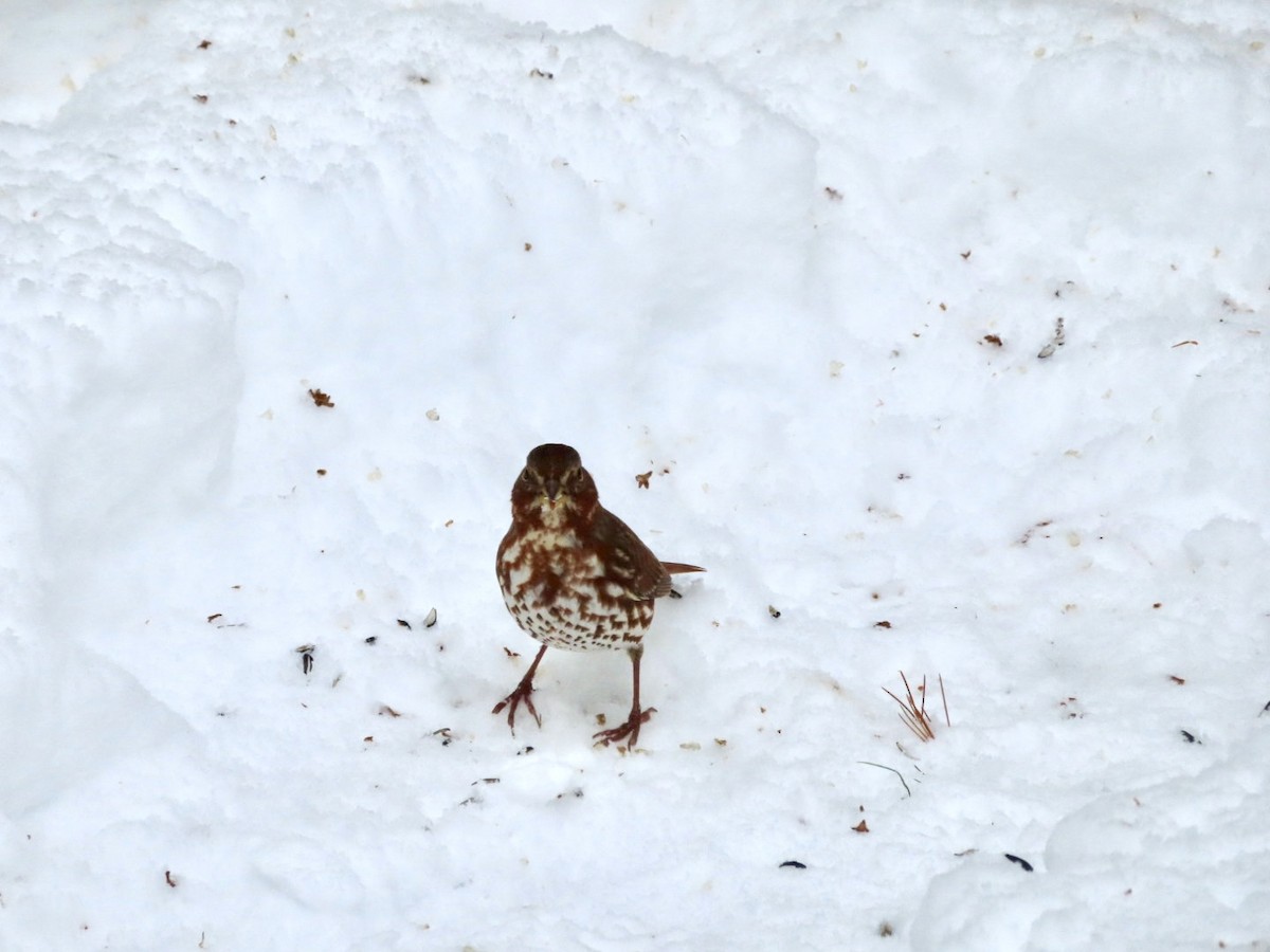 Fox Sparrow - ML646455982