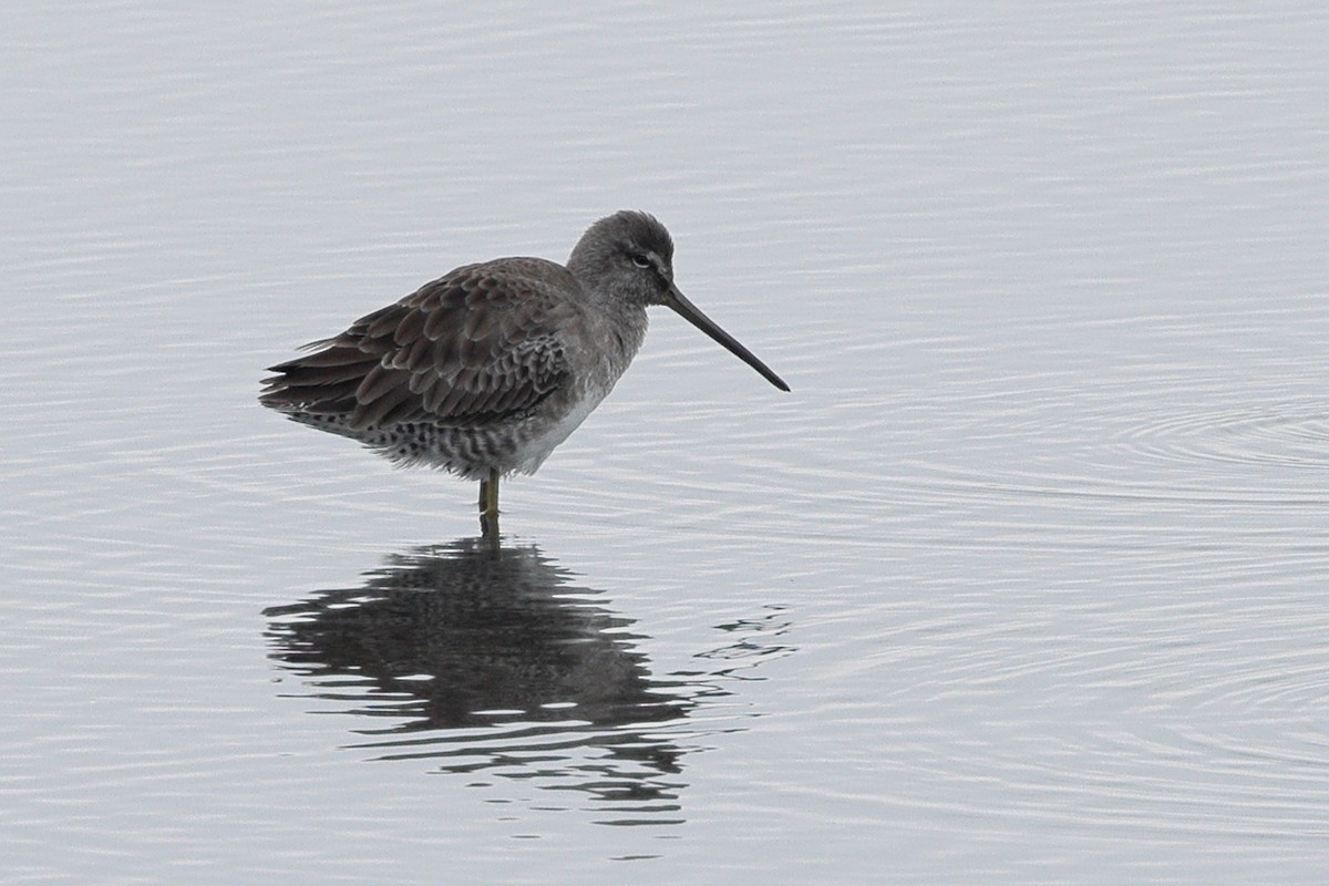 Long-billed Dowitcher - ML646455983