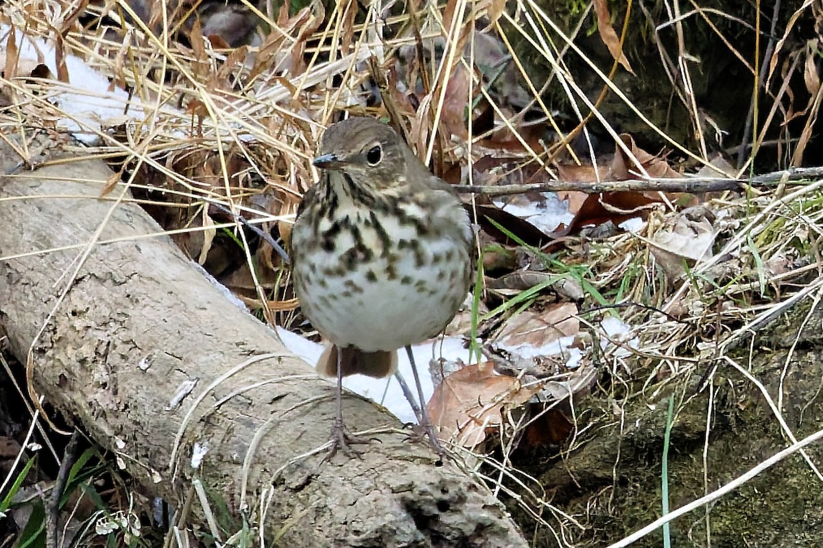 Hermit Thrush - ML646455989