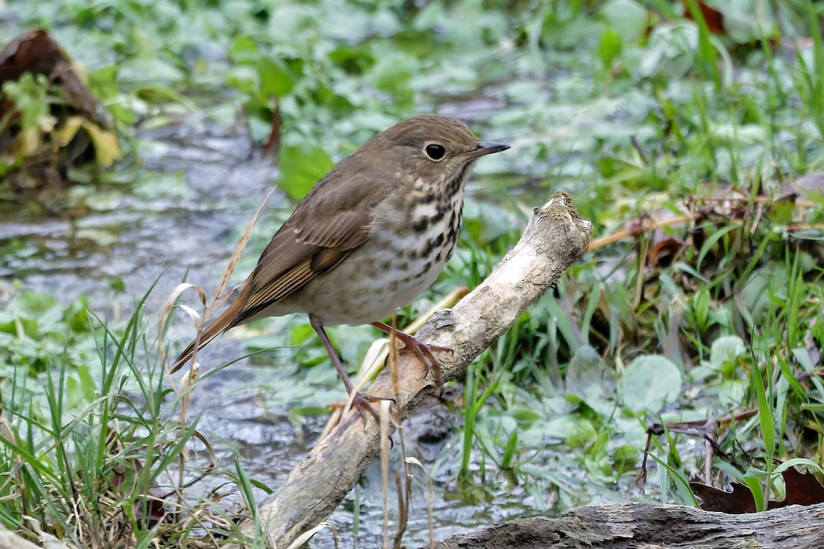 Hermit Thrush - ML646455990
