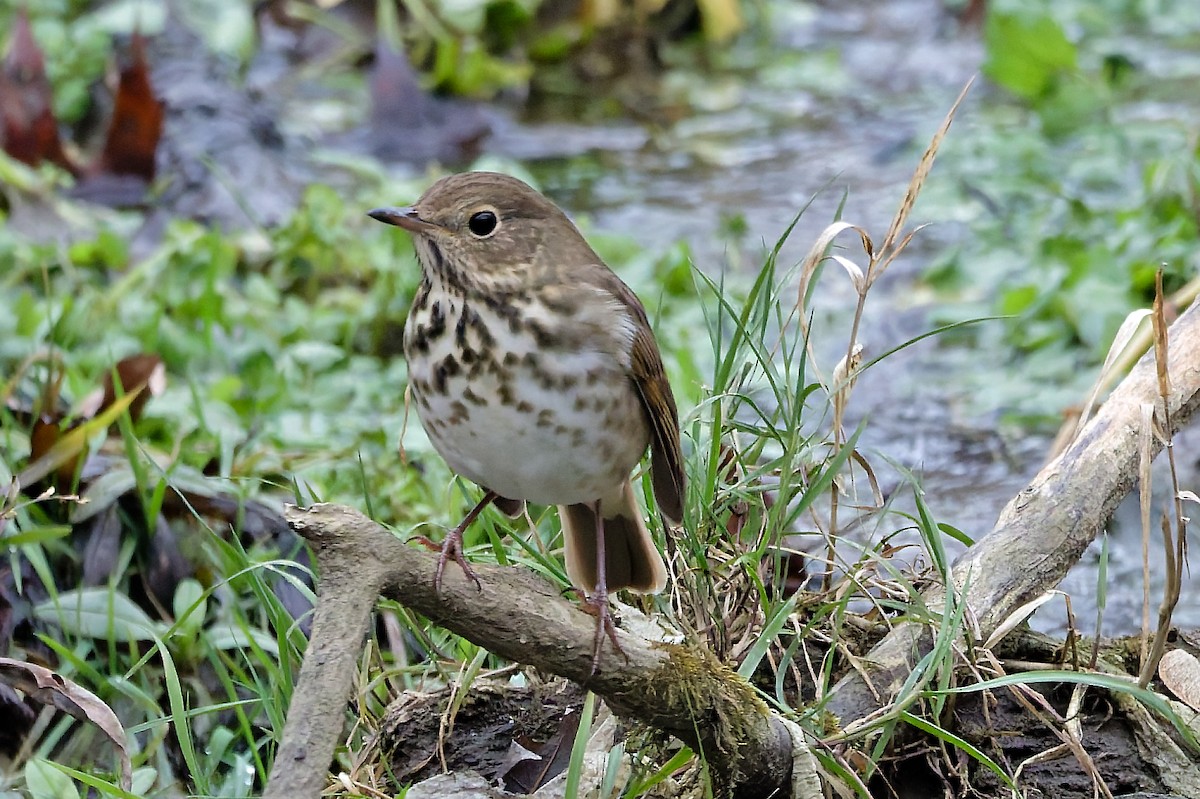 Hermit Thrush - ML646455991