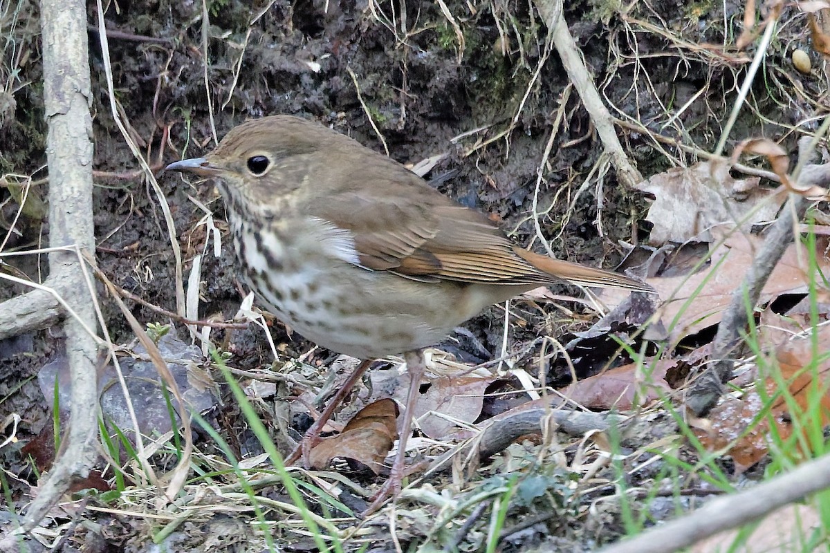 Hermit Thrush - ML646455992