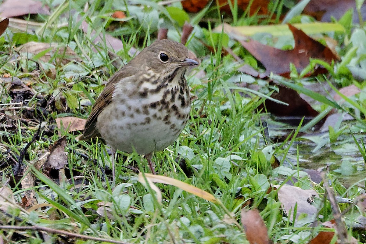 Hermit Thrush - ML646455993