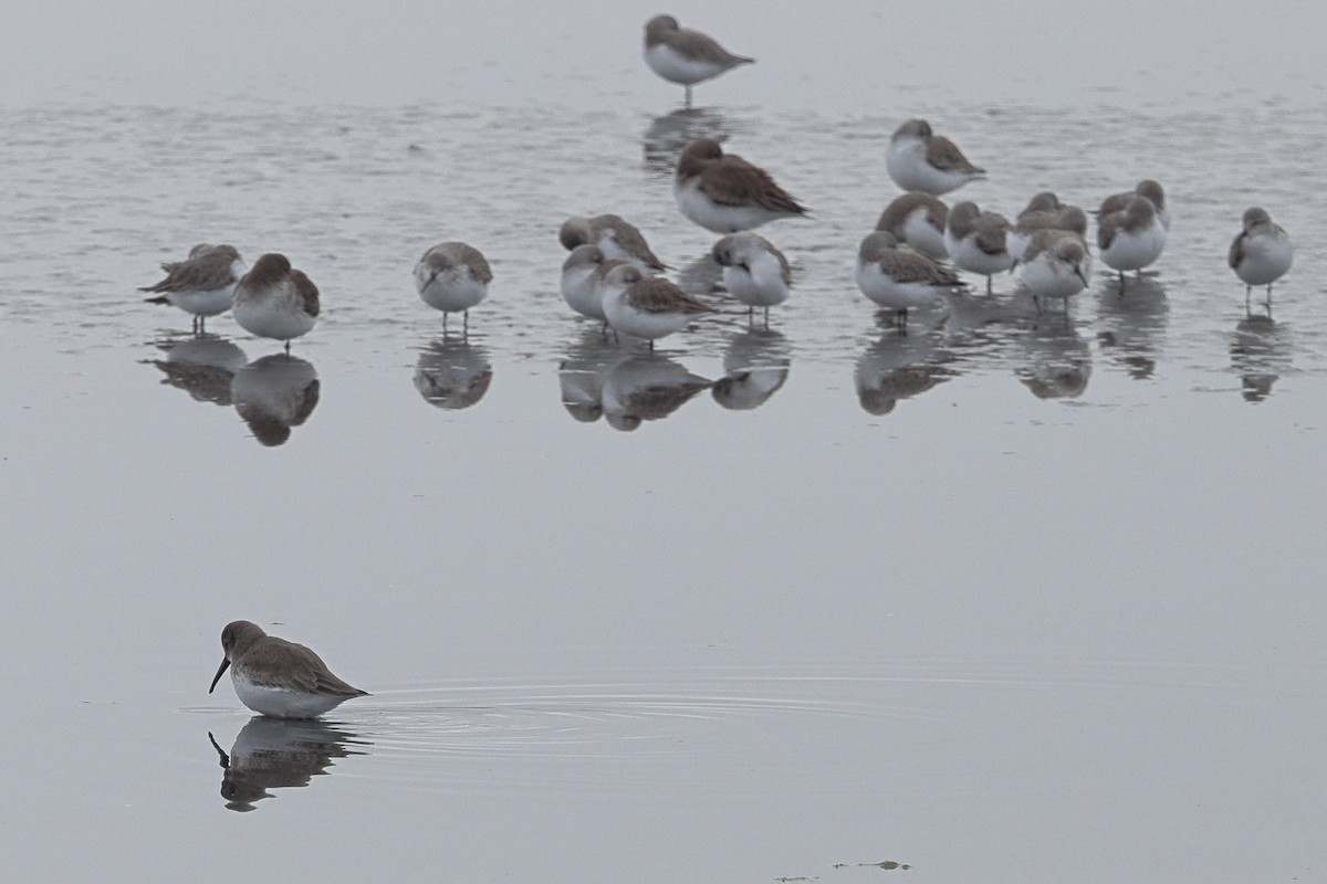 Dunlin - ML646455994