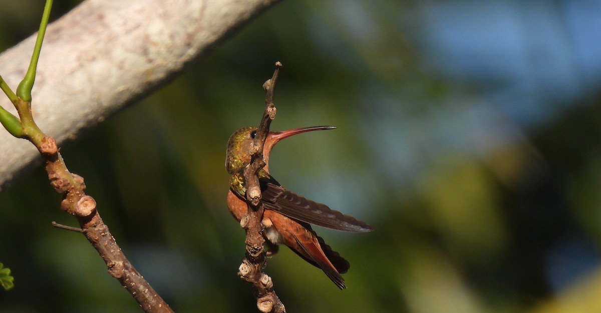 Cinnamon Hummingbird - ML646455995