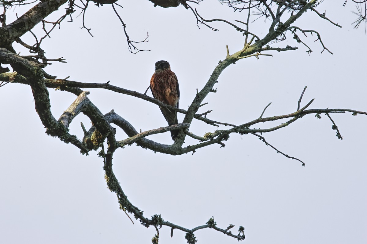 Merlin - ML646455996