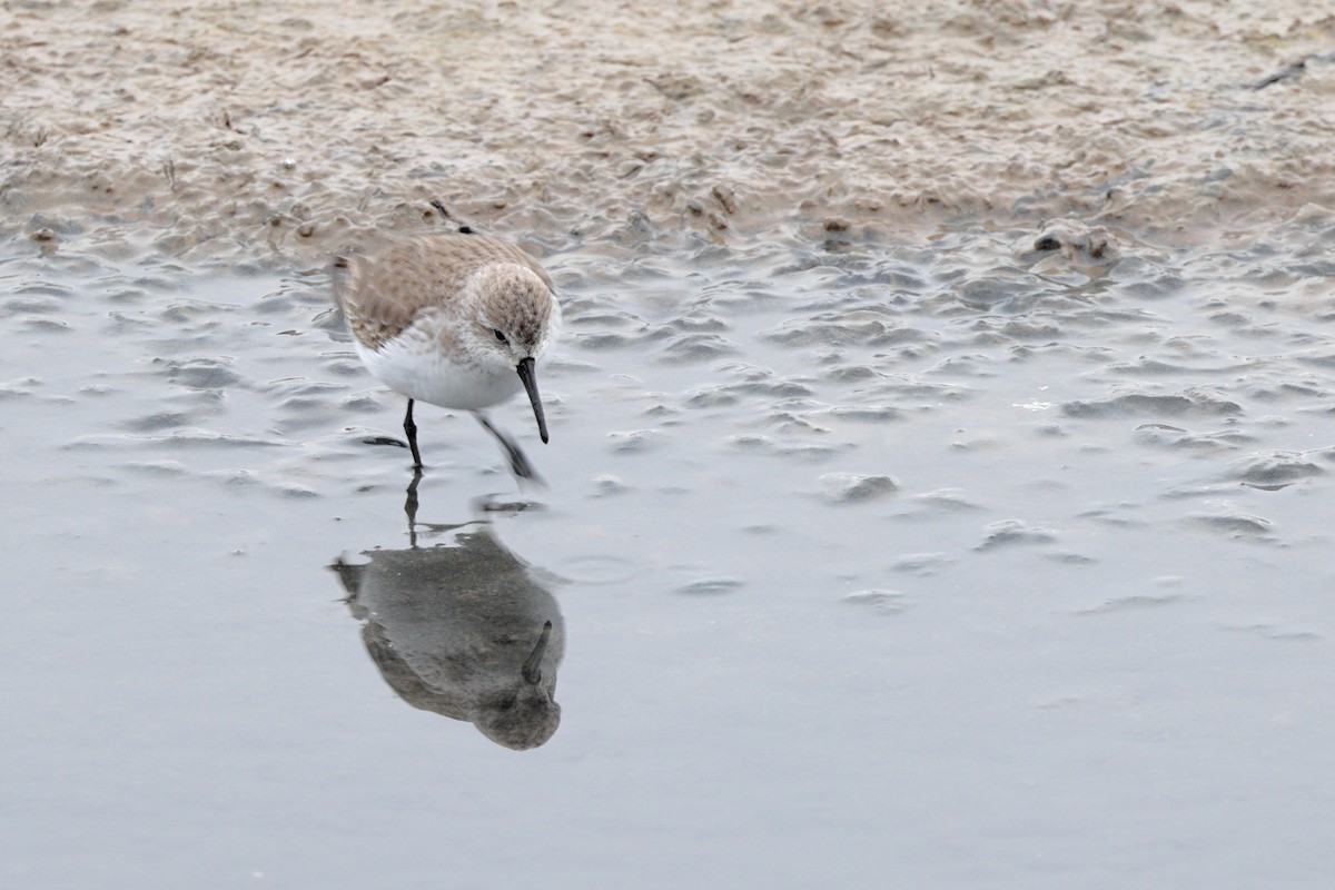 Western Sandpiper - ML646455997