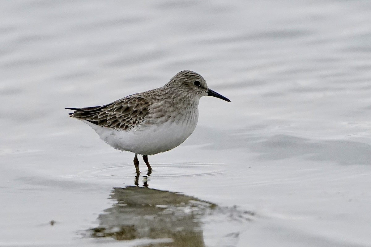 Least Sandpiper - ML646455998