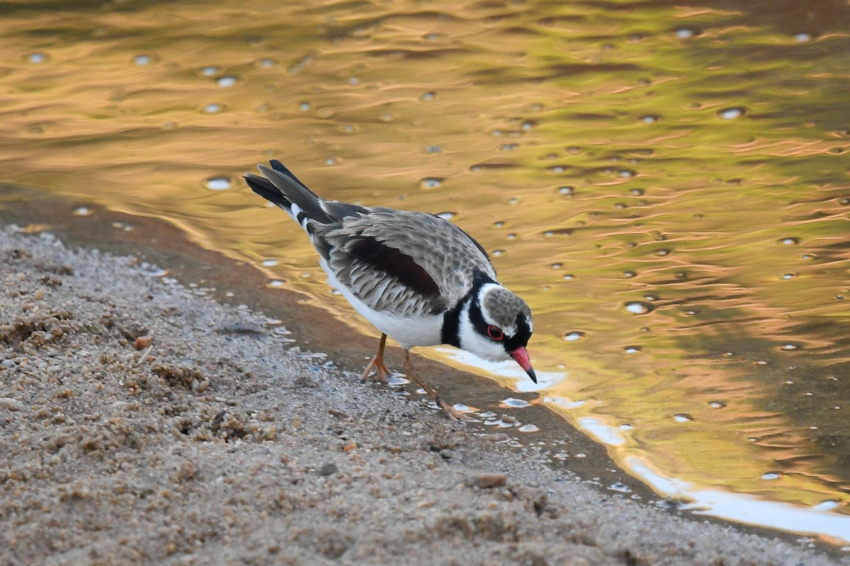 Black-fronted Dotterel - ML646455999