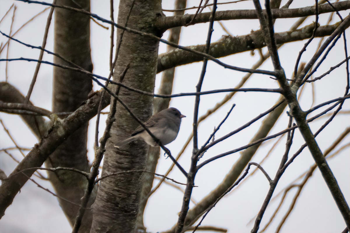 Dark-eyed Junco - ML646456000