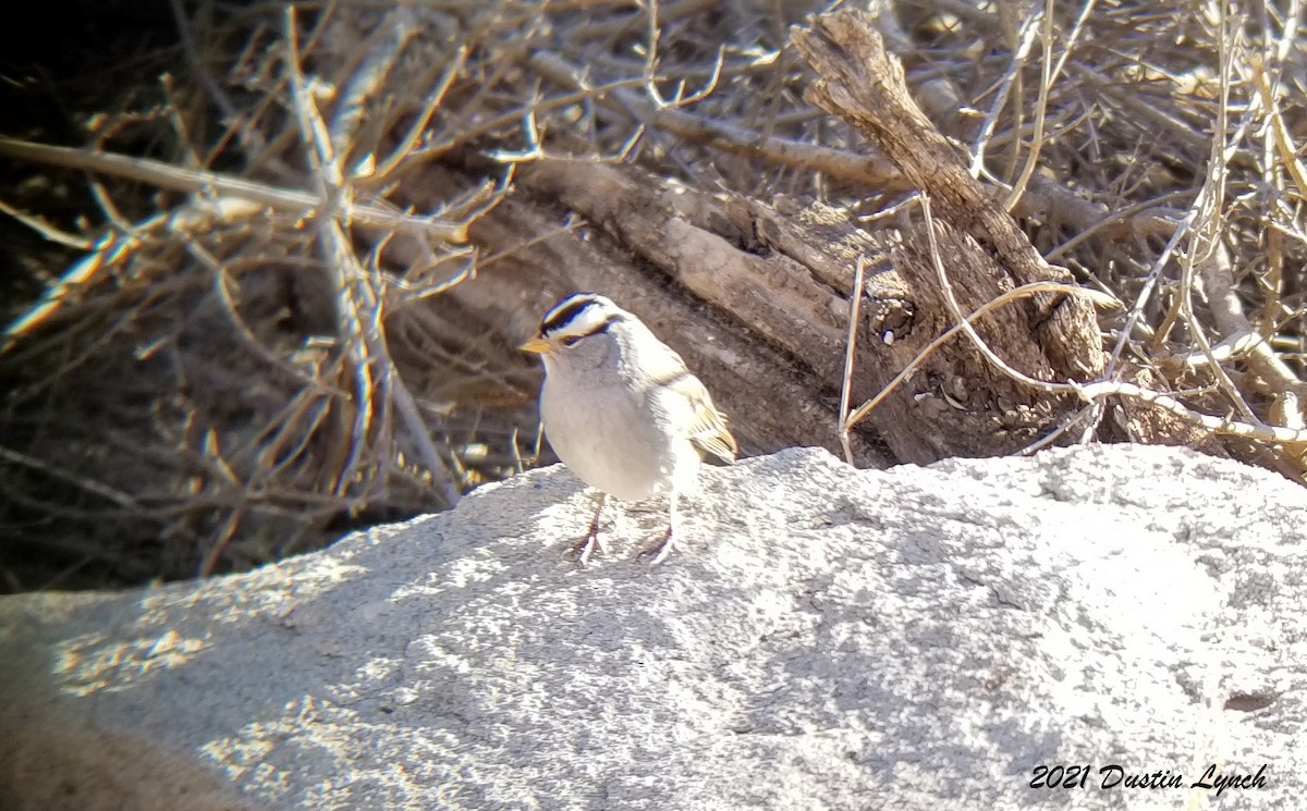 גיבתונית לבנת-כיפה - ML646456004