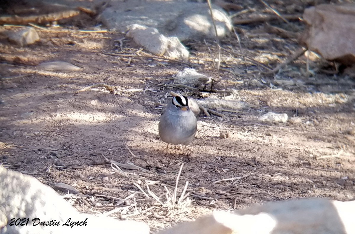 גיבתונית לבנת-כיפה - ML646456005