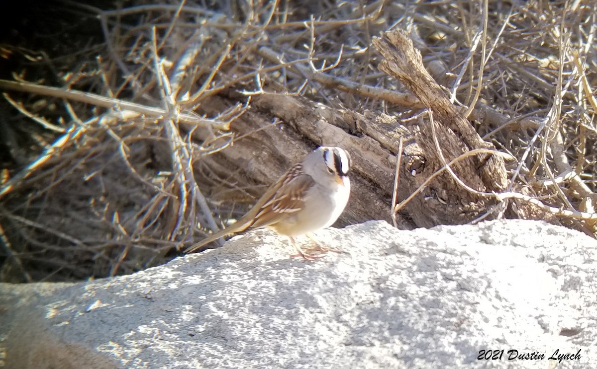 גיבתונית לבנת-כיפה - ML646456006