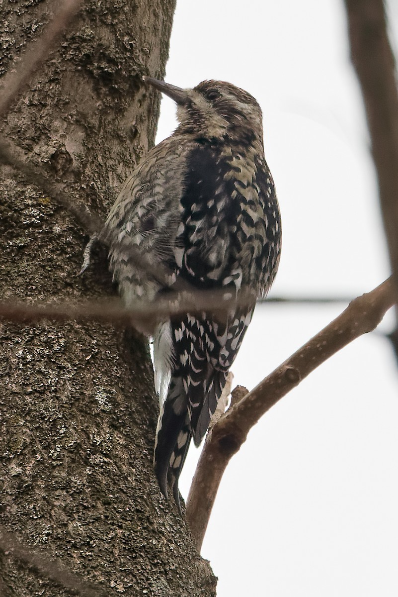 Yellow-bellied Sapsucker - ML646456007