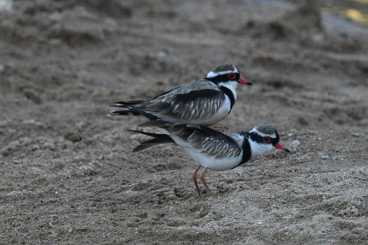 Black-fronted Dotterel - ML646456008