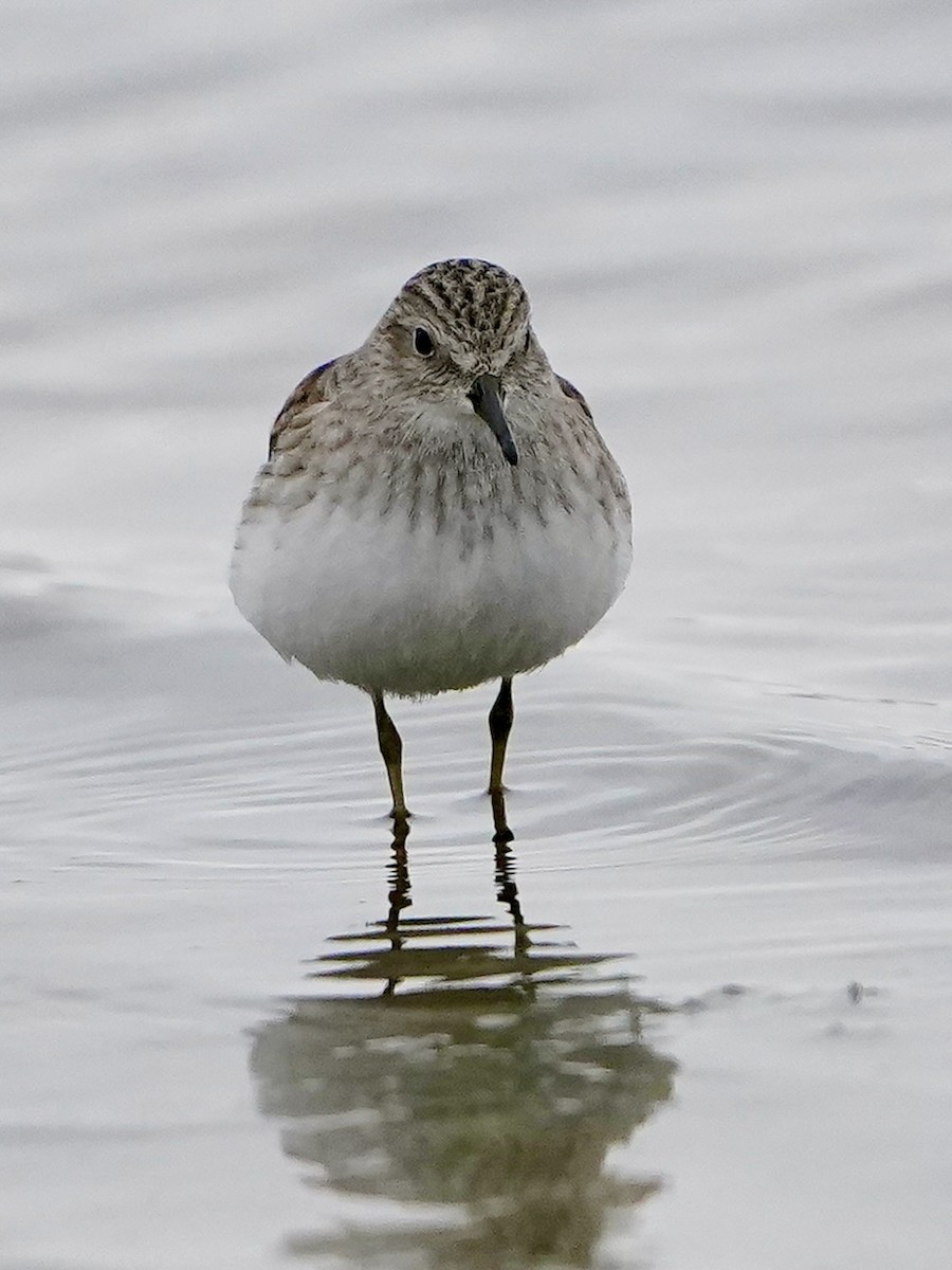 Least Sandpiper - ML646456009