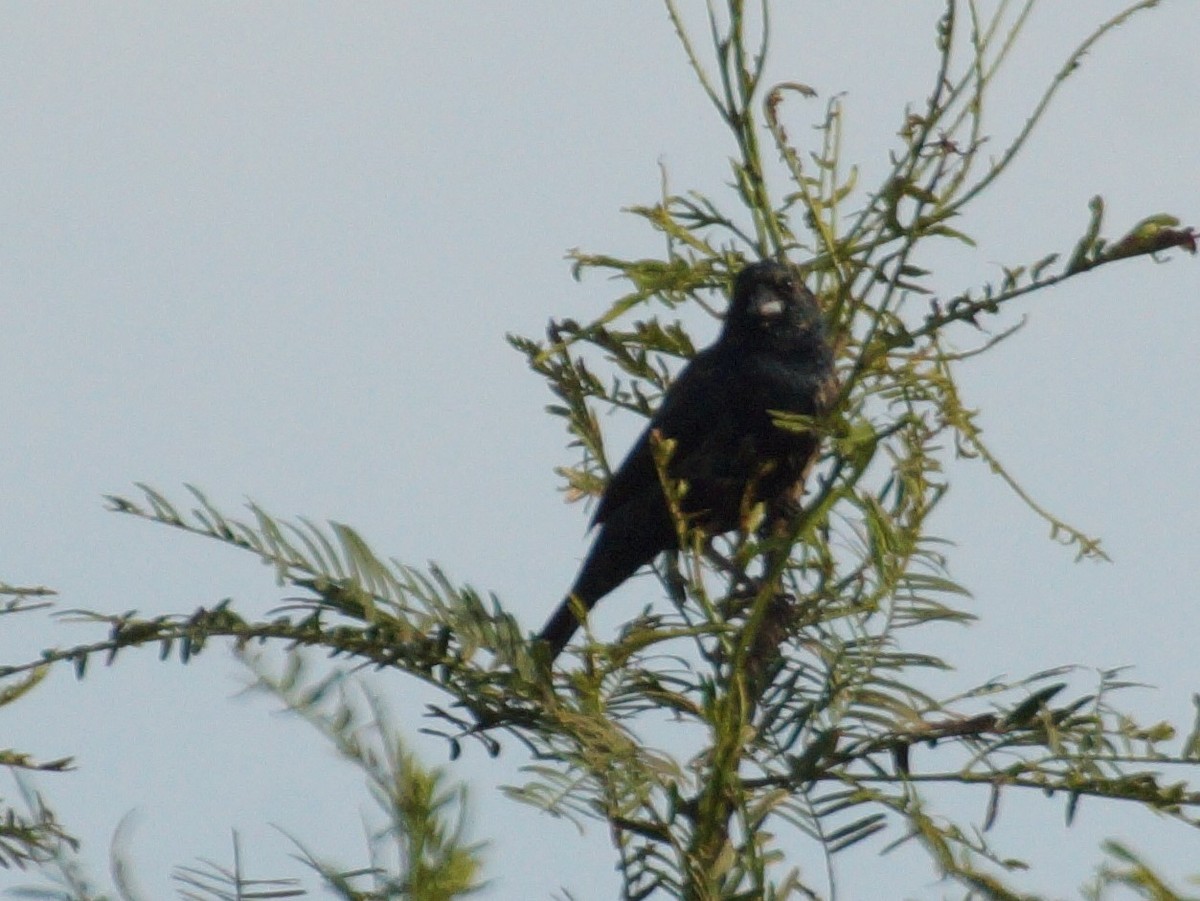 Blue-black Grassquit - ML646456010