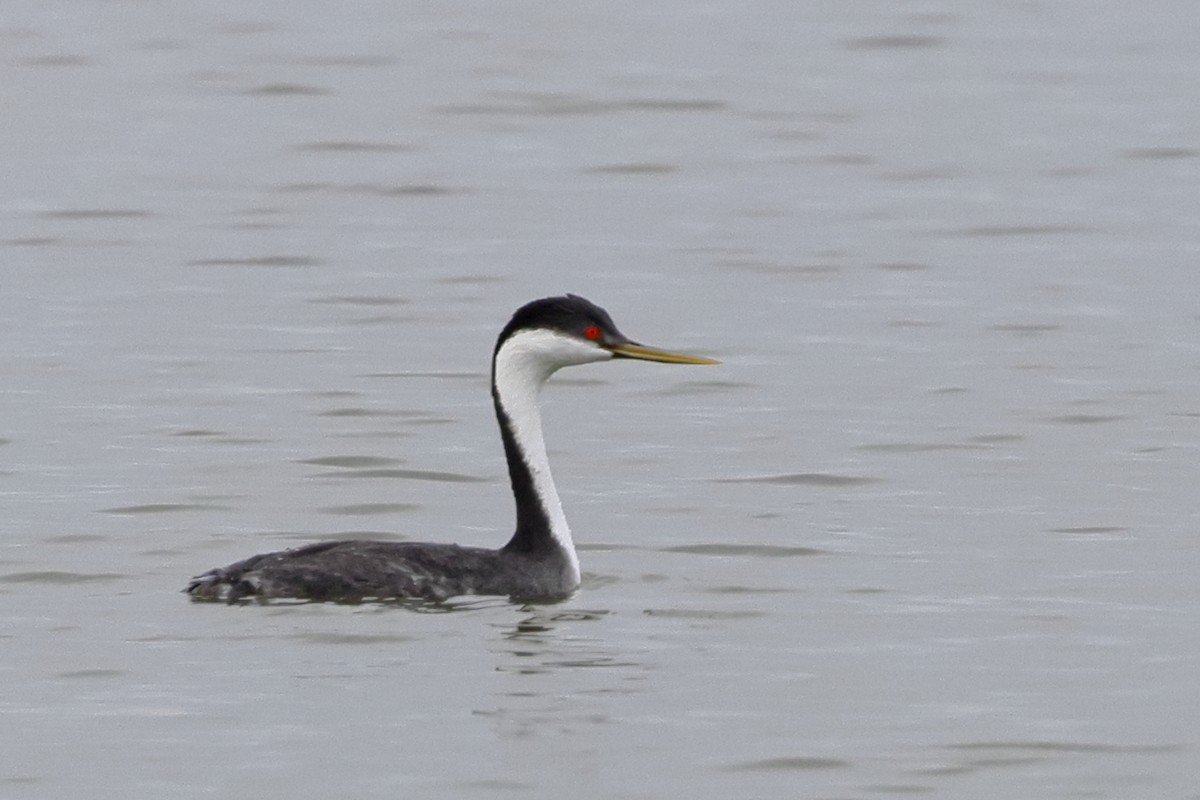 Western Grebe - ML646456012