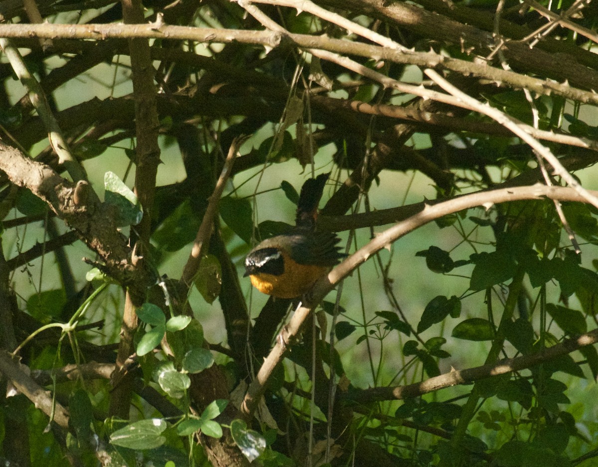 Rüppell's Robin-Chat - ML646456013