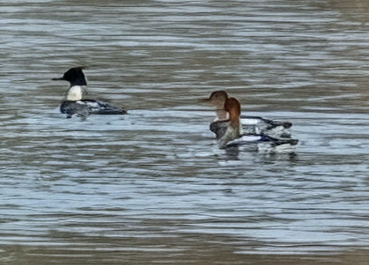 Red-breasted Merganser - ML646456017