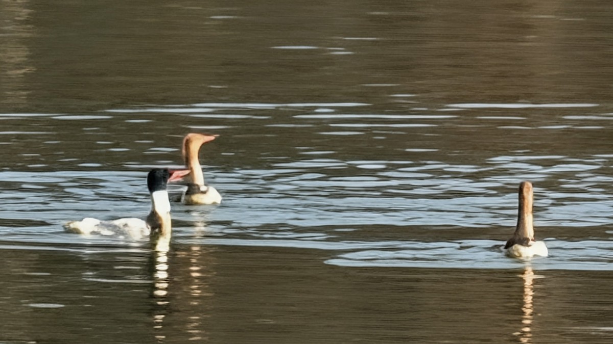 Red-breasted Merganser - ML646456018