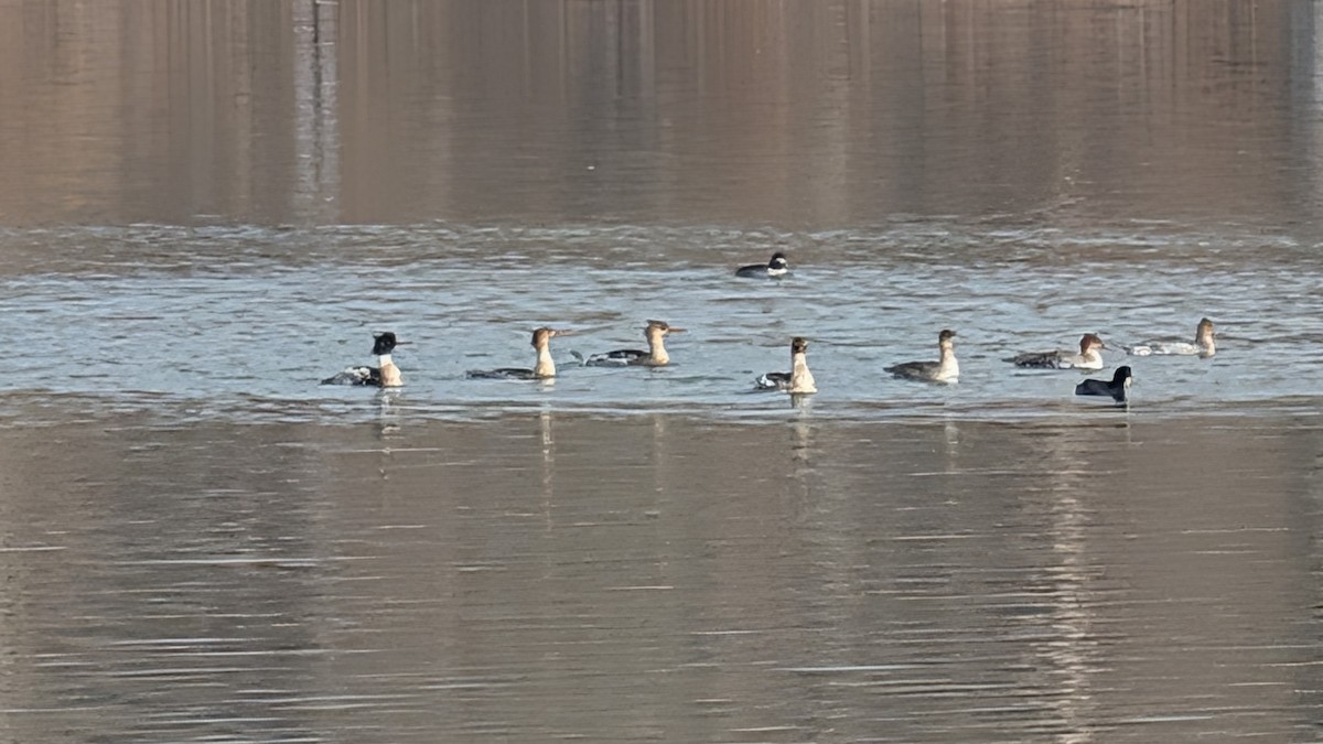 Red-breasted Merganser - ML646456019