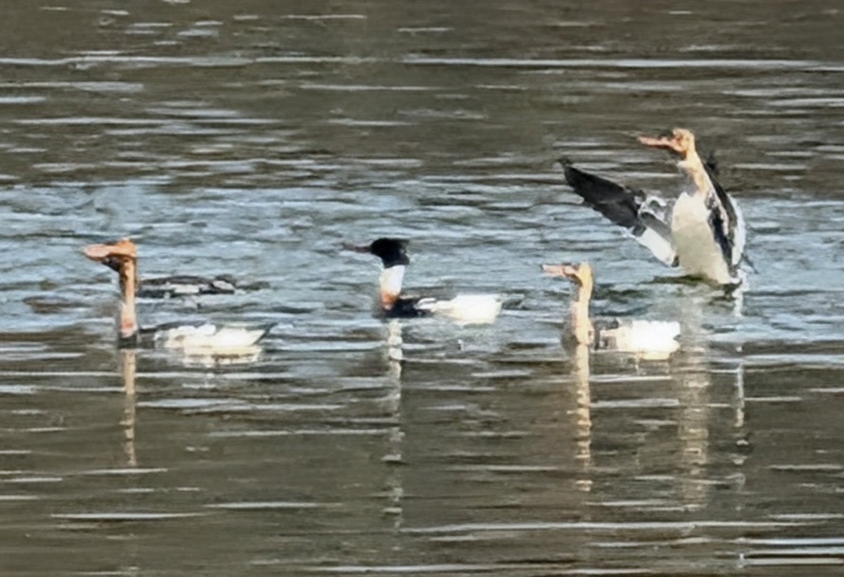 Red-breasted Merganser - ML646456020