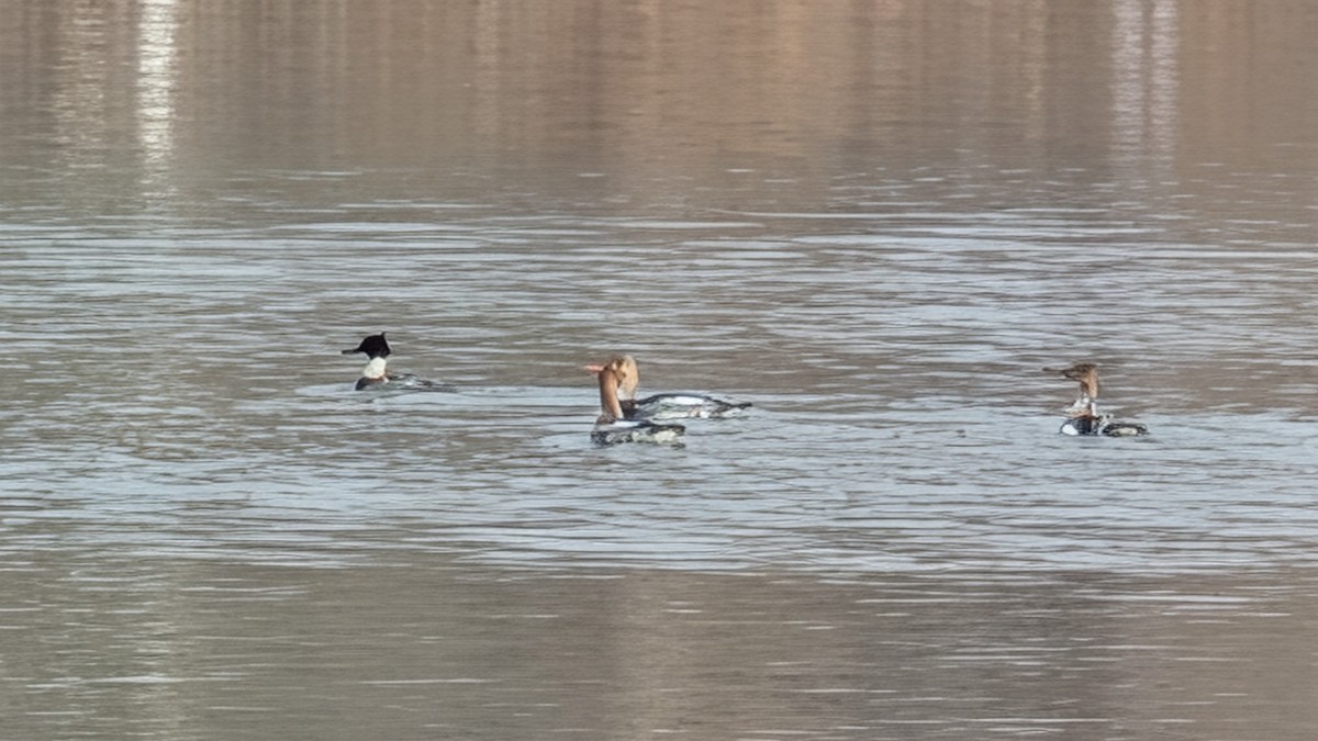 Red-breasted Merganser - ML646456021