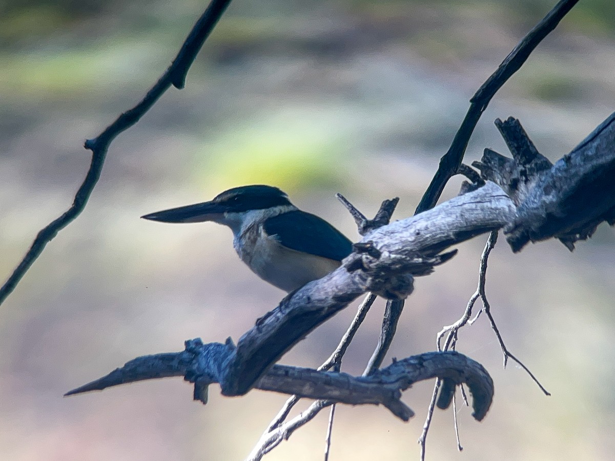 Sacred Kingfisher (Australasian) - ML646456022