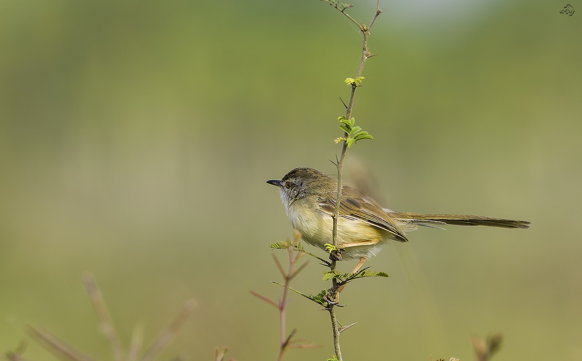 prinia sp. - ML646456023