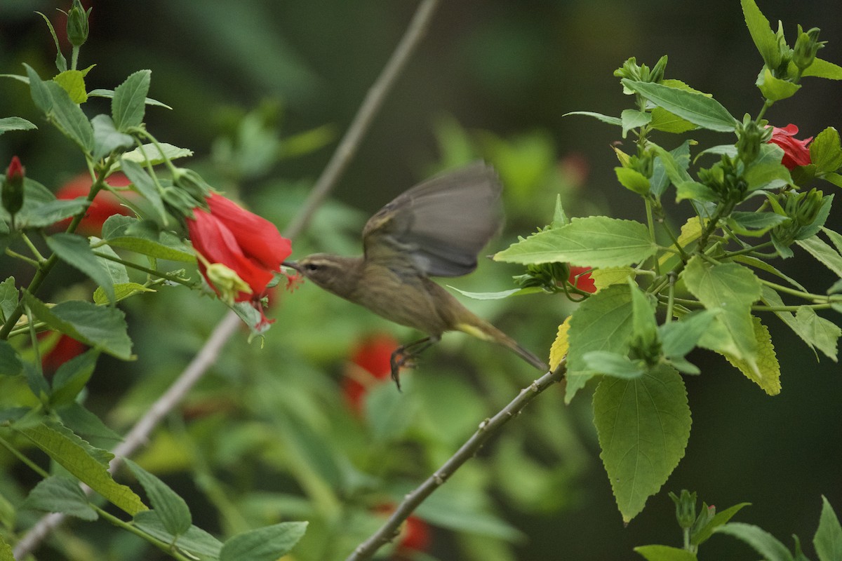 Пальмовая древесница - ML646456024